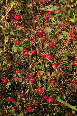 An Abundance of Rose Hips