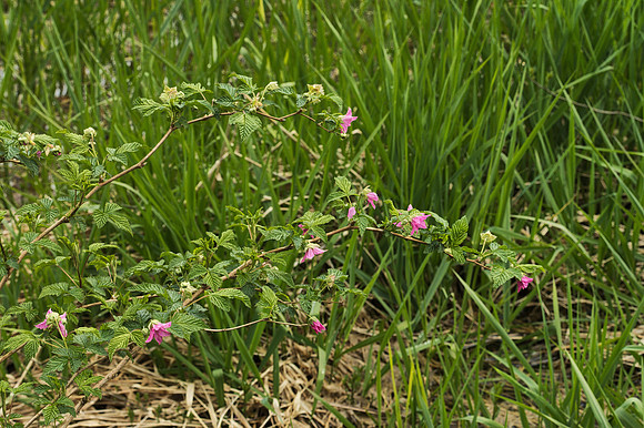 Blossoms of Salmon Berry