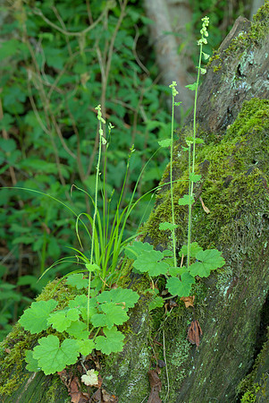 Fringecup on the Side of a Stump