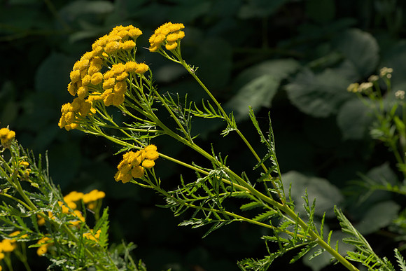 Tanacetum vulgare
