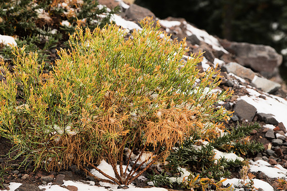Low-Growing Bush in Snow